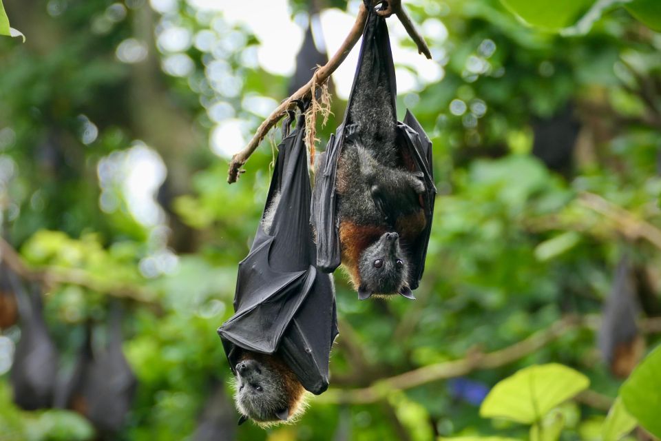 Flying Fox Tour: Australias Largest Bats