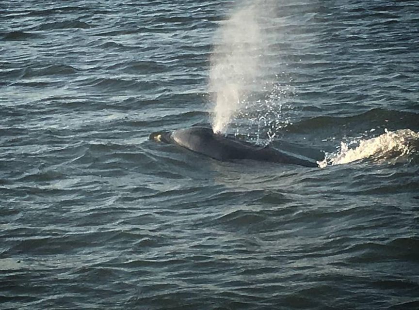 Folly Beach: Morris Island and Dolphin Watching Boat Cruise