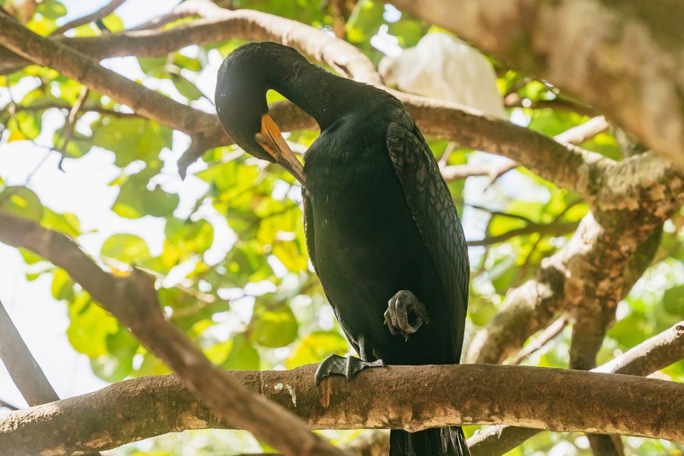 Fort Lauderdale: Flamingo Gardens Entry Ticket