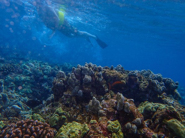 Four Winds II Molokini Snorkeling Tour From Maalaea Harbor