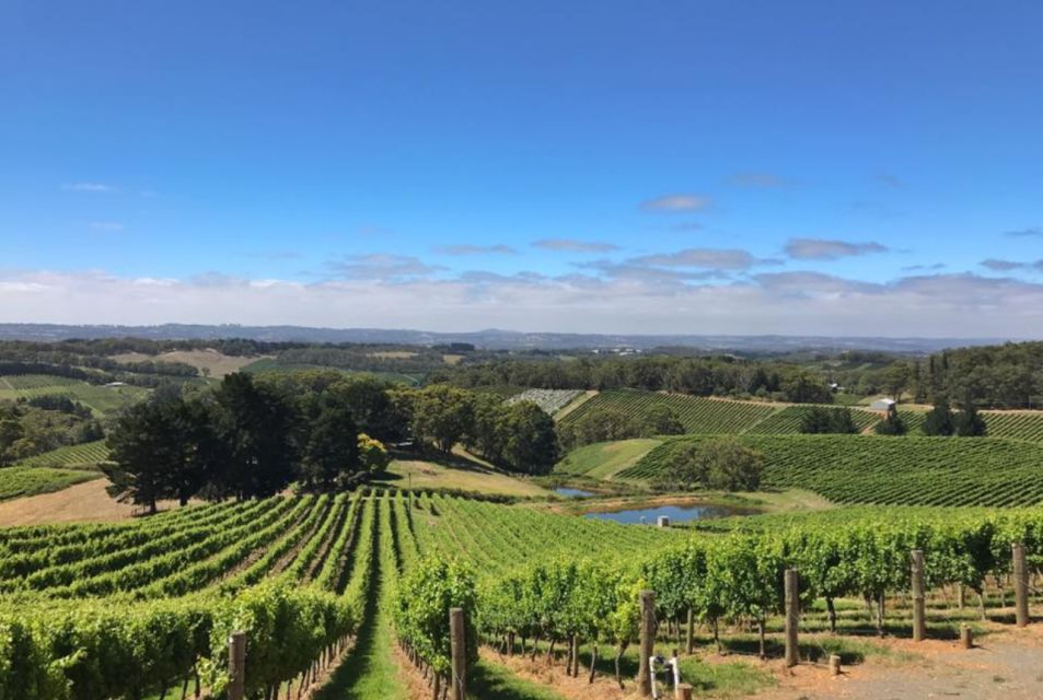 From Adelaide: Divine Wine Tour in the Adelaide Hills