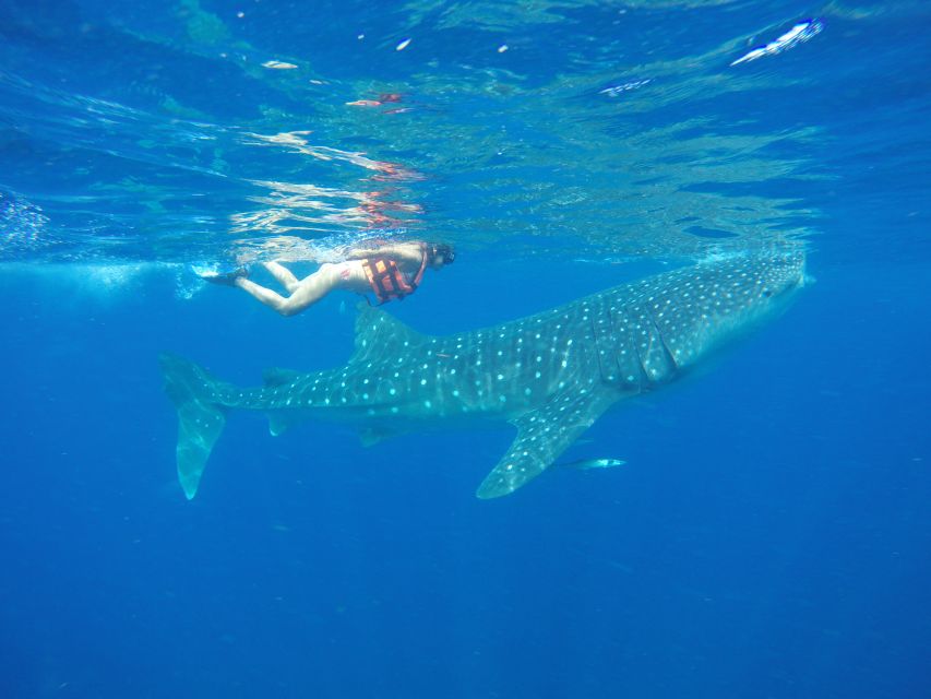 From Akumal: Whale Shark Tour