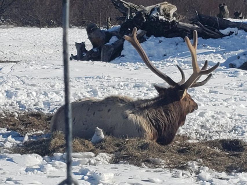 From Anchorage: Alaska Wildlife Center & Turnagain Arm Tour