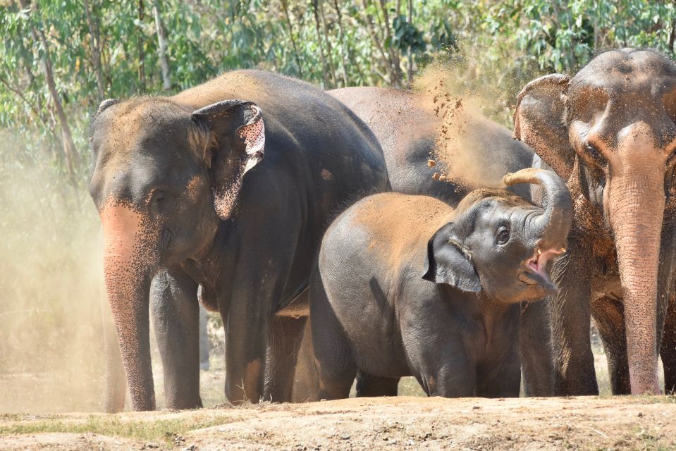 From Bangkok: Wildlife Rescue and Elephant Rescue Tour - Tour Overview