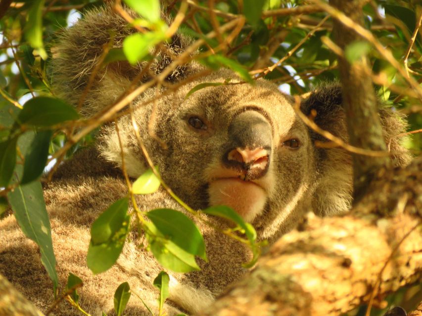 From Byron Bay: Platypus Spotting Walk