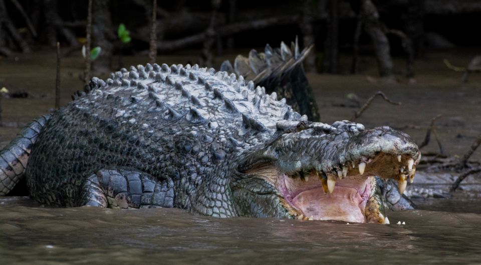 From Cairns: Daintree National Park Private Tour