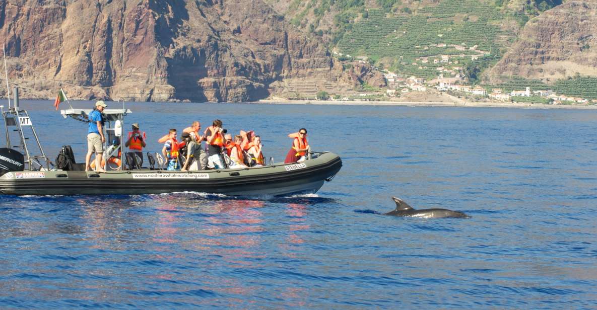 From Calheta: Madeira Whale and Dolphin Watching Boat Tour