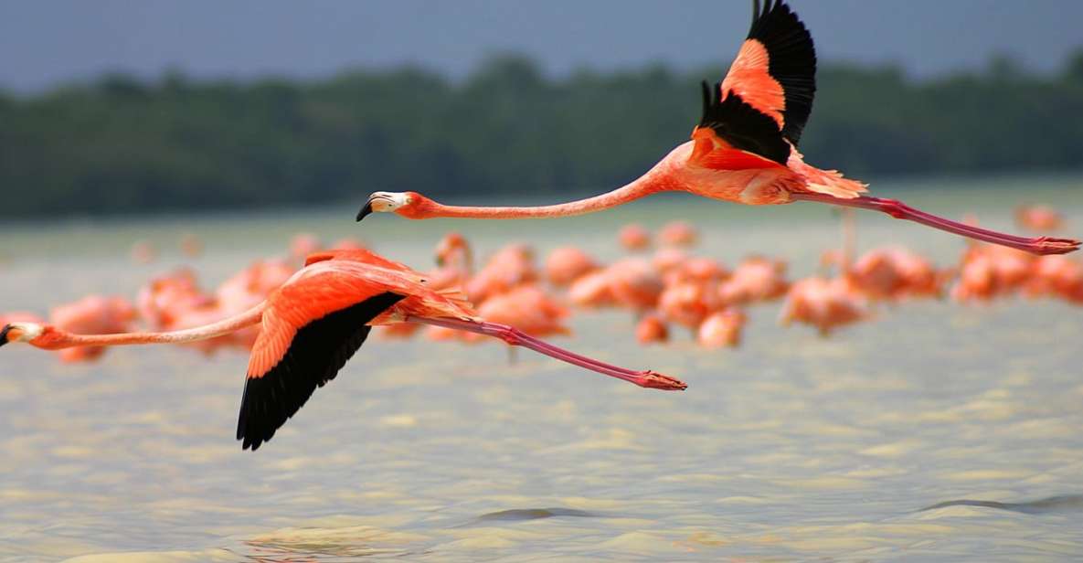 From Cancun/Tulum/Riviera: Las Coloradas & Rio Lagartos Tour