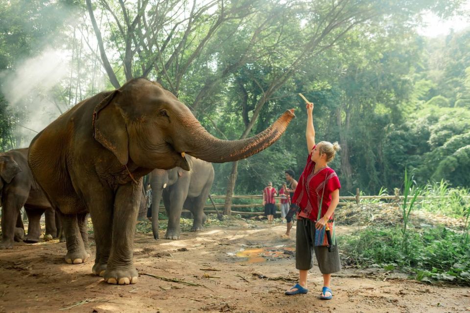 From Chiang Mai: Kerchor Eco Elephant Park Tour