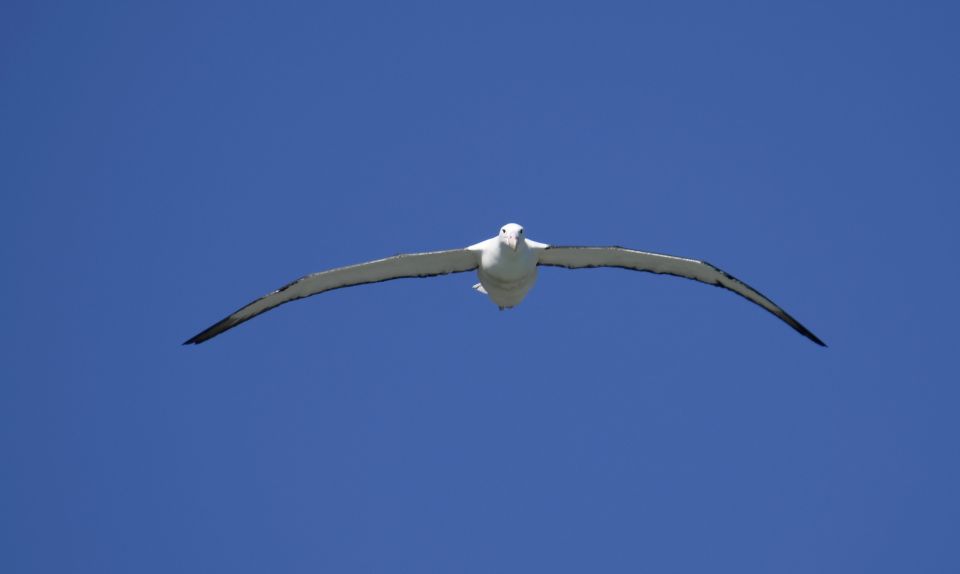 From Dunedin: City, Otago Peninsula & Albatross Guided Tour