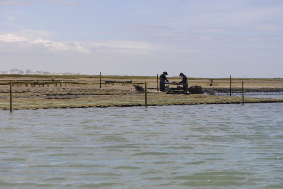 From Faro: 2-Hour Guided Bird Watching Boat Trip