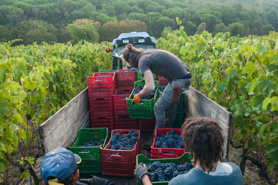 From Florence: PRIVATE Wine Experience in Chianti Classico