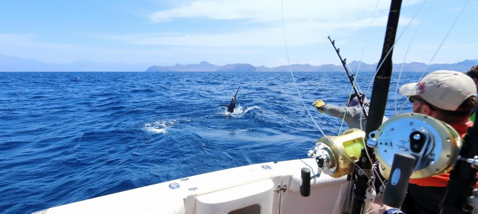 From Funchal : Big Game Fishing Boat Trip