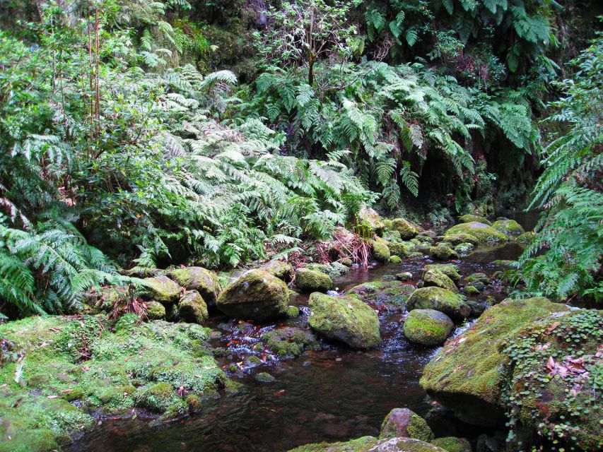 From Funchal: São Jorge Valleys Levada Walk