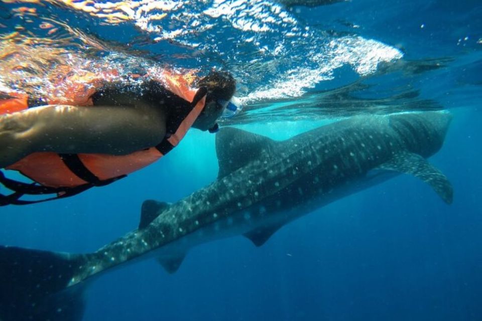 From Holbox Island: Whale Shark Tour