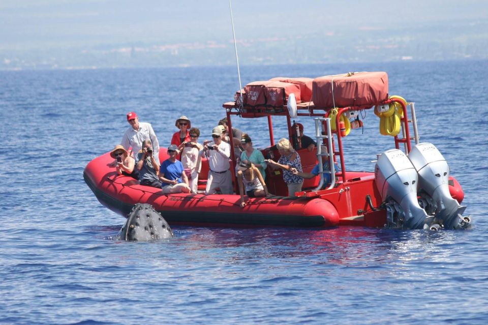 From Kihei: Guided Humpback Whale Migration Cruise