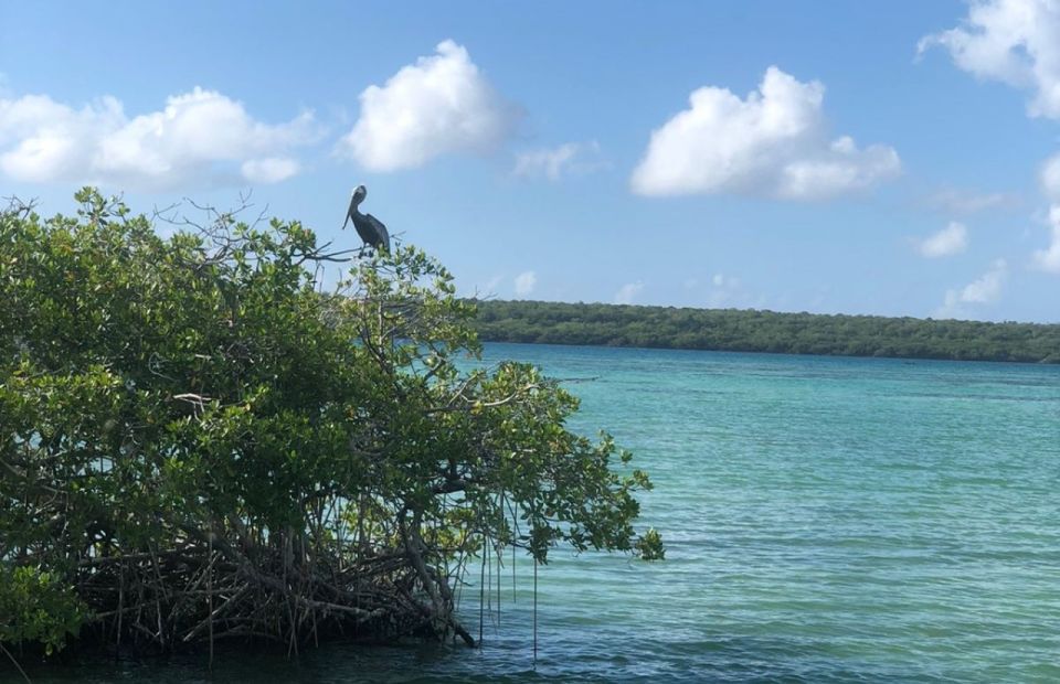 From La Romana: Saona Island Shore Excursion With Lunch