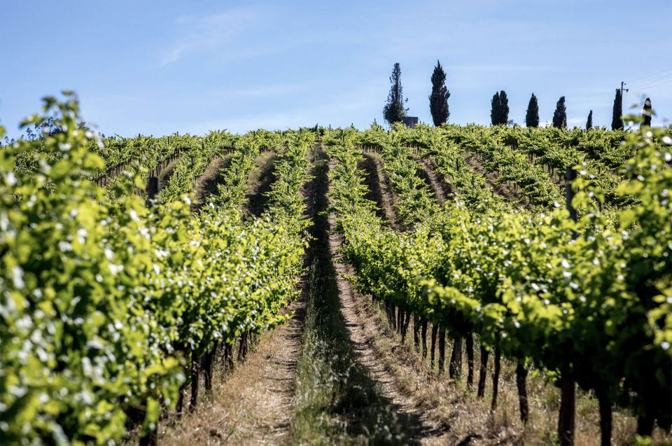 From Lisbon: Palmela Wine Tasting Tour With Snacks