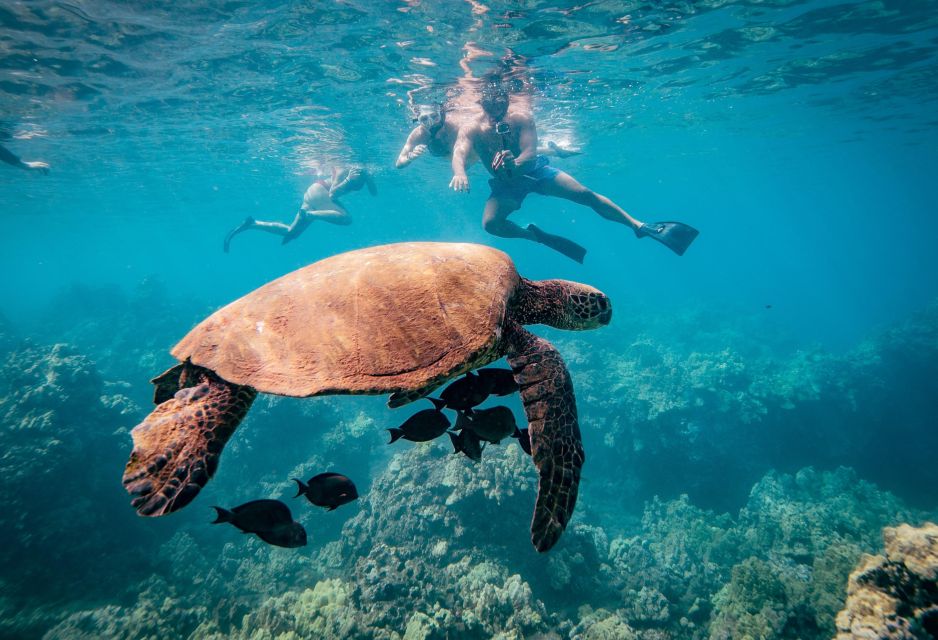 From Maalaea: Turtle Town 3-Hour Snorkel and Sail Adventure