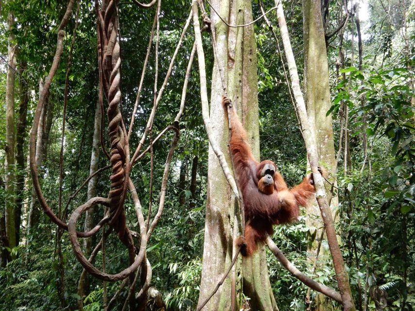 From Medan: 4-Day Tour to Bukit Lawang Including Jungle Trek