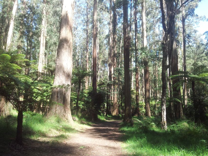 From Melbourne: Dandenong Ranges Private Day Tour - Tour Details