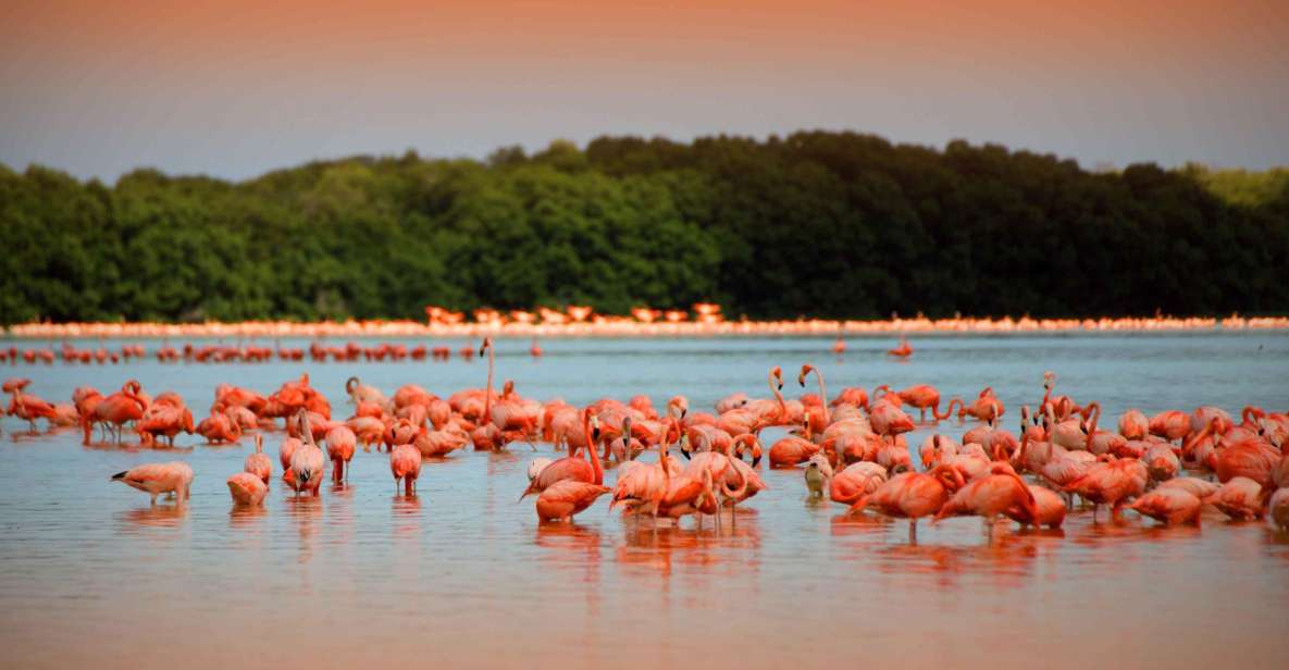 From Merida: Celestun Biosphere Reserve Tour - Tour Overview