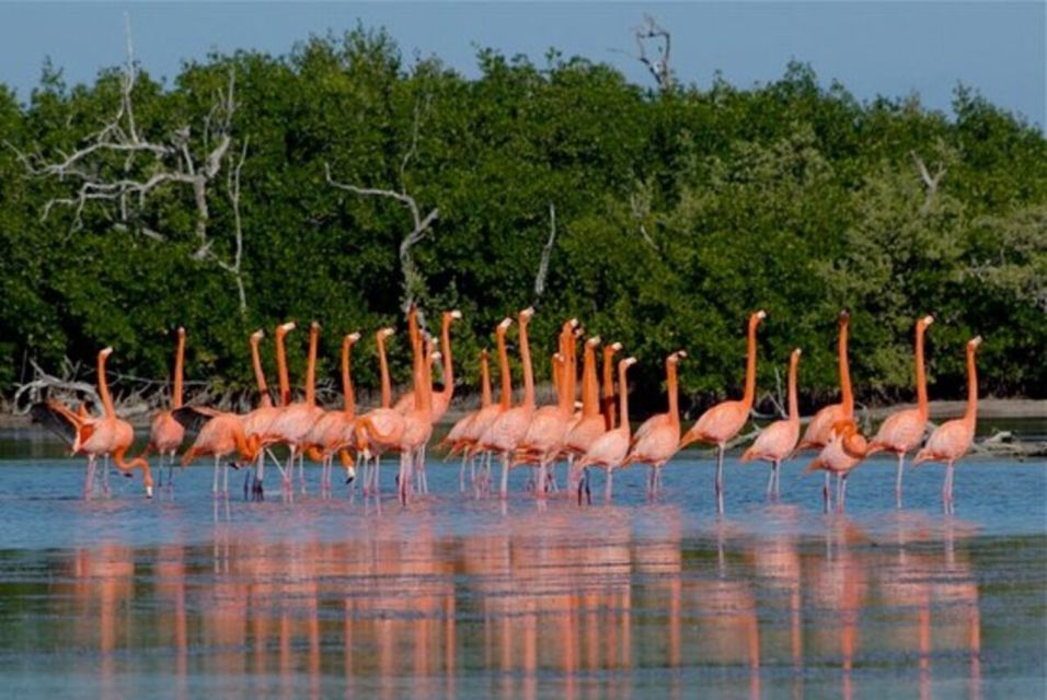 From Merida: The Sisal Spring - Tour Overview