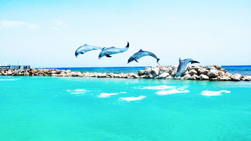 From Montego Bay: Dolphin Cove Lucea Private Return Transfer - Overview of Dolphin Cove Lucea