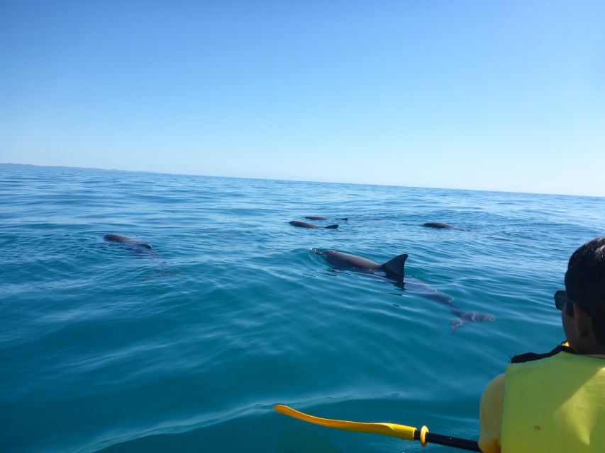 From Noosa: Dolphin Sea Kayaking and Beach 4X4 Tour