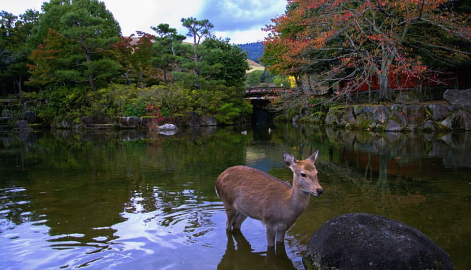 From Osaka: 10-hour Private Custom Tour to Nara - Tour Details