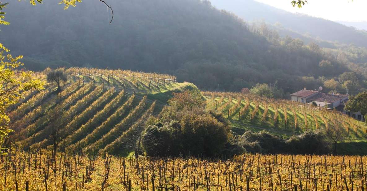 From Padua: Euganean Hills Guided Wine Tour With Tasting