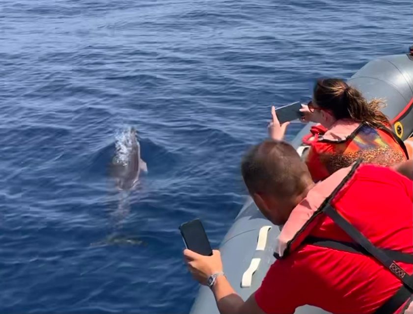 From Portimão: Dolphin Watch & Lagos Coastline With Biologist