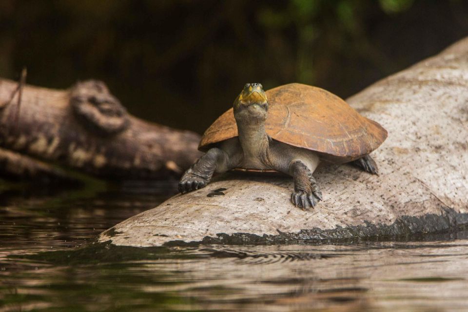 From Puerto Maldonado: Tambopata National Reserve 2-Day Tour