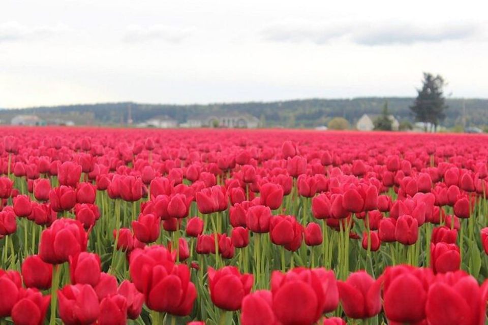 From Seattle:Tulip Festival at Skagit Valley and La Conner