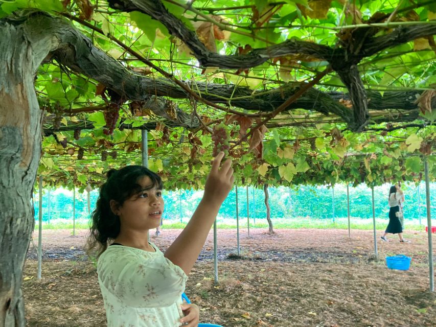 From Shinjuku: Mt. Fuji Panoramic Ropeway and Fruit Picking - Inclusions