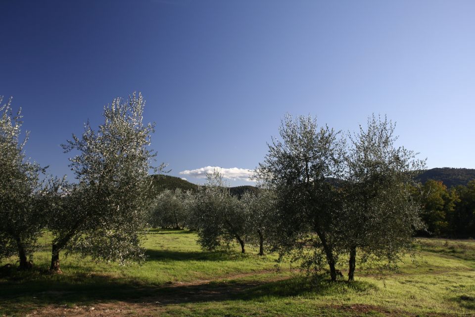 From Siena: Chianti Wine Tour With Lunch