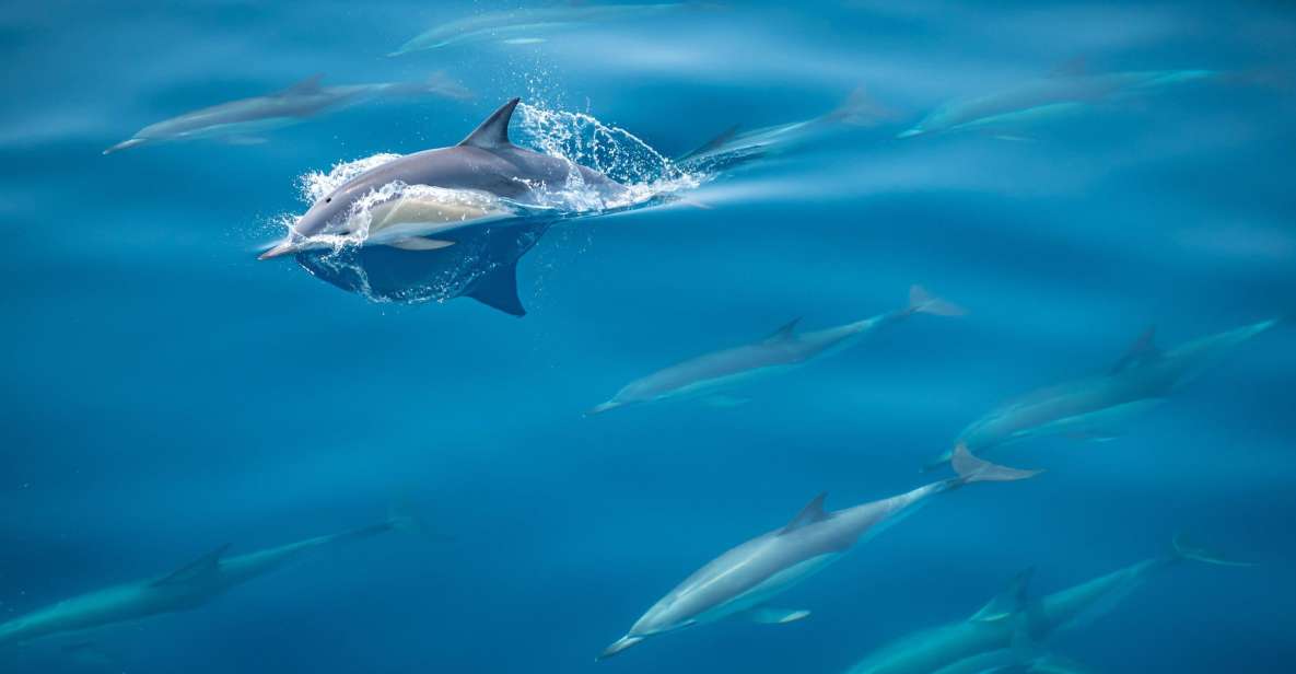 From Tauranga: Half-Day Swimming With Dolphins Tour