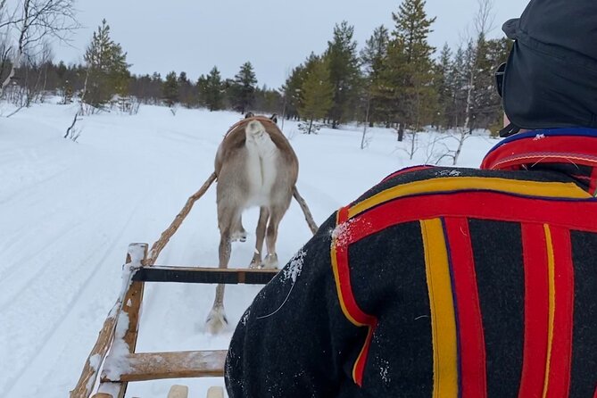 Full-Day Reindeer Tour With Pickup in Kiruna