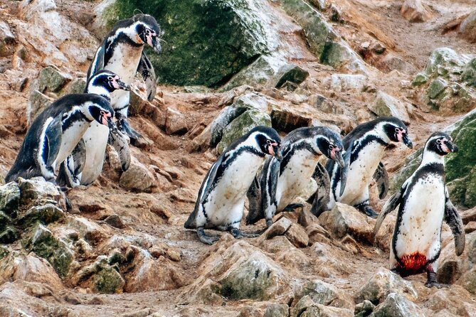 Full Day Tour From Lima: Ballestas Islands and Paracas Reserve