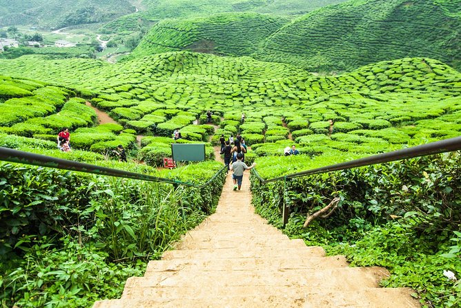 Full Day Tour to Cameron Highlands With Batu Caves Stopover