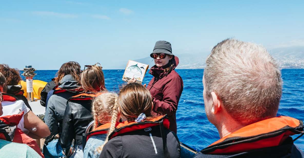 Funchal: Whale and Dolphin Watching Speed Boat Tour