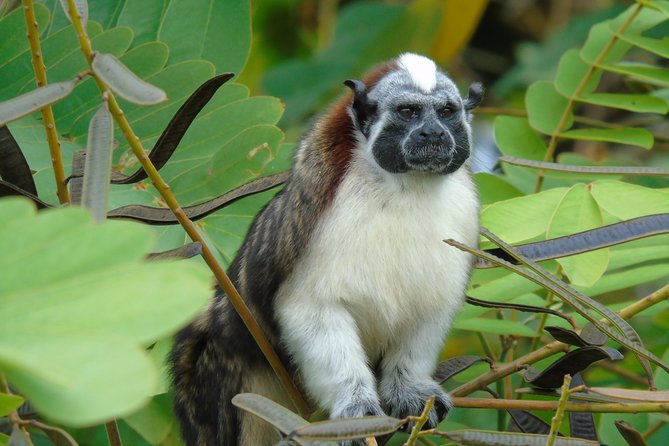 Gatun Lake Wildlife Tour From Panama City