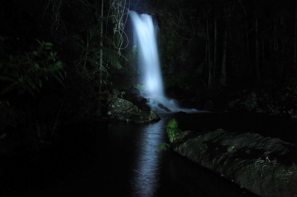 Gold Coast: Evening Rainforest and Glow Worm Experience