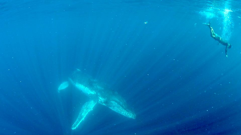 Gold Coast: Swim With Whales