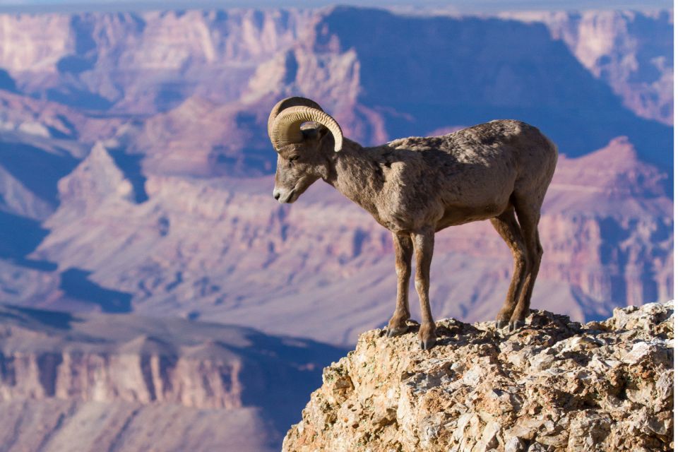 Grand Canyon: Self-Guided South Rim Tour