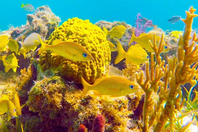 Grand Turk - Amazing Wall Snorkeling Tour - Whats Included in the Tour