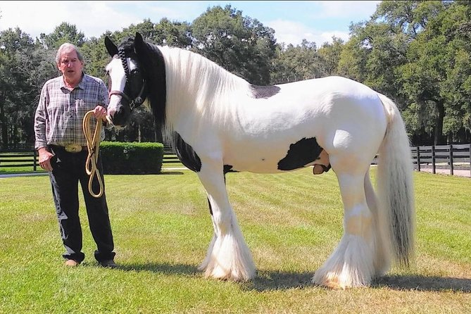 Gypsy Gold Horse Farm Tour