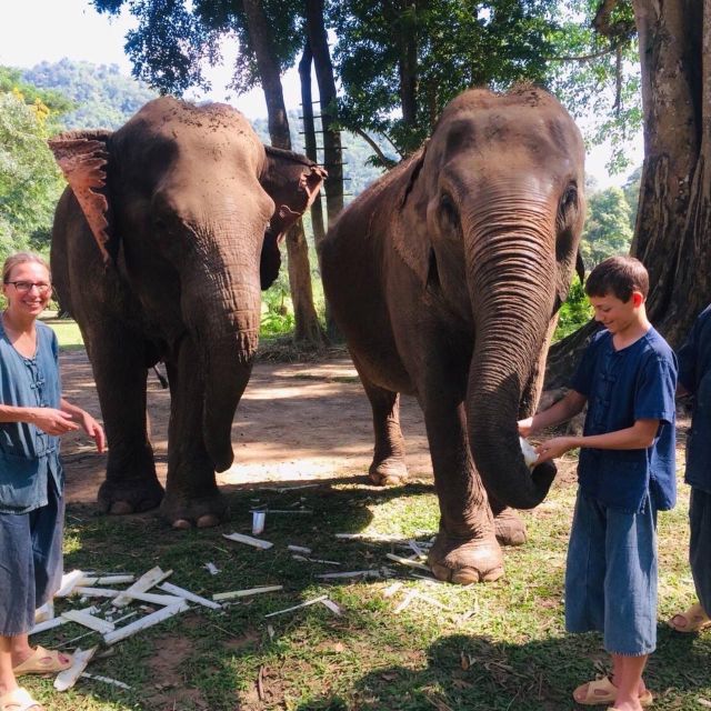 Half Day Elephant Care