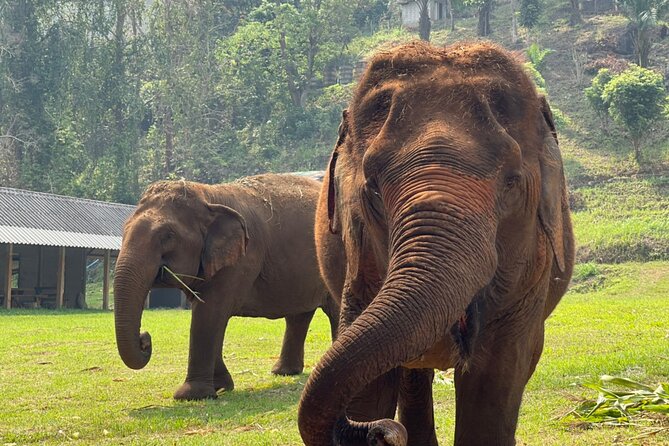 Half-Day Elephant Experience at Rantong