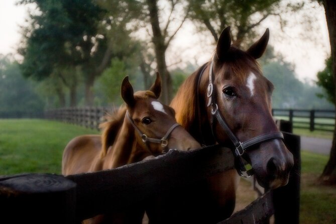 Half-Day Thoroughbred Horse Farm Tour in Kentucky